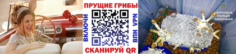 MEGA   как найти наркотики  Клинцы  Галлюциногенные грибы Cubensis 